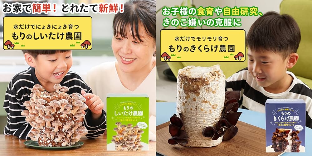 森のきの子✕2 Amazon.co.jp: 森のきのこ倶楽部 もりのしいたけ農園 栽培キット